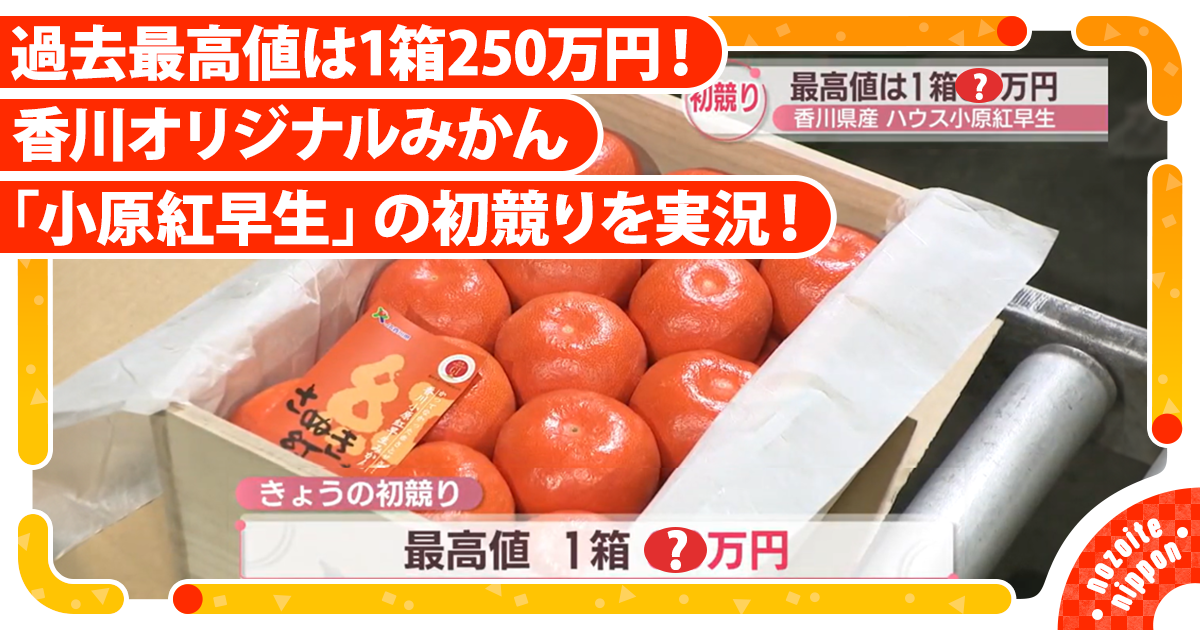 産地直送❕ 香川県産 小原紅みかん 10キロ top | 過去最高値は1箱250万円！ 香川オリジナルのみかん「小原